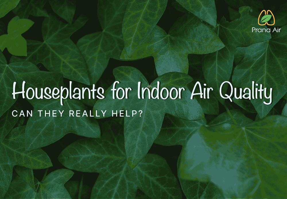 Houseplants for Indoor Air Quality: Can They Really Help?
